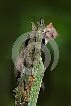 Beech marten, Martes foina, with clear green background. Stone marten, detail portrait of forest animal. Small predator sitting on photo