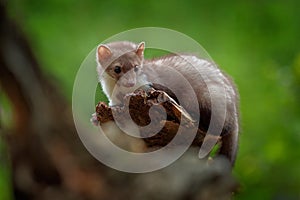 Beech marten, Martes foina, with clear green background. Stone marten, detail portrait. Small predator sitting on the tree trunk