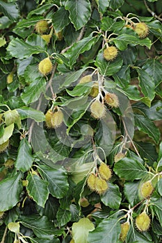 Beech Mast on Tree