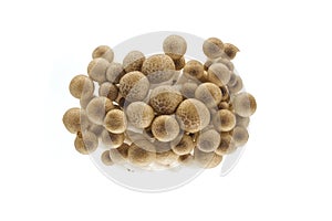 Beech mushrooms (Hypsizygus tessellatus) isolated on white