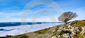 Beech in the Natural Park of Aralar with a sea of clouds in the background