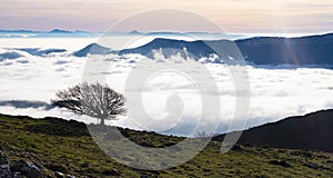 Beech in the Natural Park of Aralar with a sea of clouds in the background