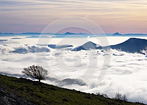 Beech in the Natural Park of Aralar with a sea of clouds in the background