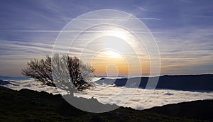 Beech in the Natural Park of Aralar with a sea of clouds and the sun in the background