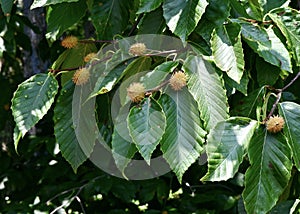 Beech Nuts