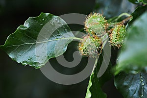 Beech nuts in the pod, beech Fagus sylvatica.