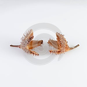 Beech nuts and seed pod on white background
