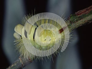 Beech red-tailed caterpillar