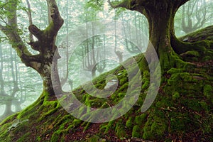 Beech roots in a foggy day in Gorbea