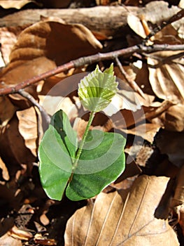 Beech sapling (Fagus sylvatica) among fallen beech leaves