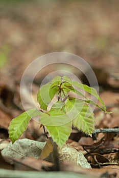 Beech seedling (Fagus sylvatica).