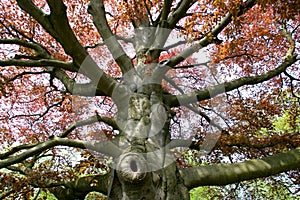 Beech tree