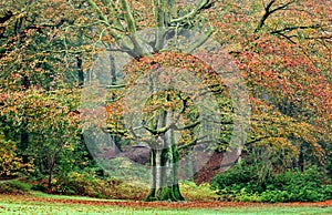 Beech Tree In Autumn