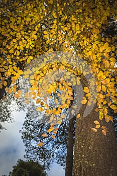 Beech tree in autumn in the Cairngorms of Scotland.