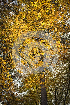 Beech tree in autumn in the Cairngorms of Scotland.