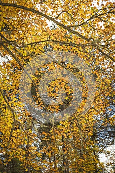 Beech tree in autumn in the Cairngorms of Scotland.