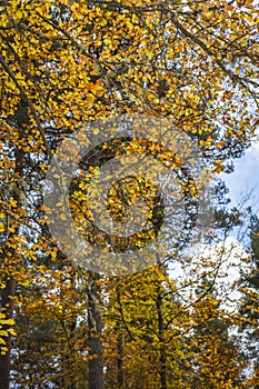 Beech tree in autumn in the Cairngorms of Scotland.