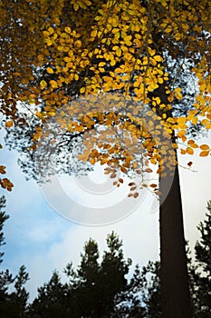 Beech tree in autumn in the Cairngorms of Scotland.