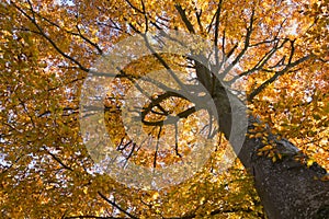 Beech tree in autumn colours