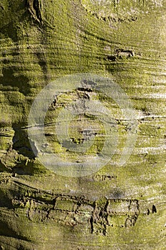 Beech tree bark in close-up.