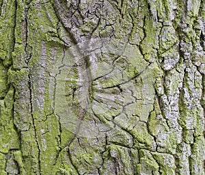 beech tree bark covered by moss detail natural texture background