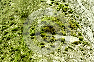 Beech tree bark with moss and textured pattern