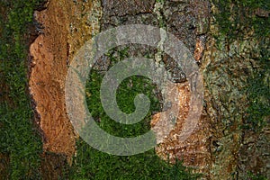 Beech tree bark with textured pattern.