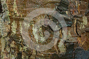 Beech tree bark with textured pattern.