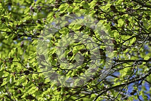 Beech tree with beechnut shells and serrated sheets in the spring