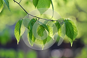 Beech Tree Branch in Summer