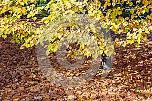 Beech tree branch with yellow leaves. park ground covered with dry fallen leaves