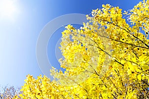 Beech tree branches with yellow dried leaves