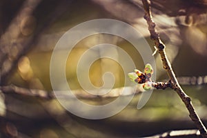Beech tree bud about to open.