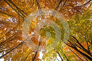 Beech tree canopy