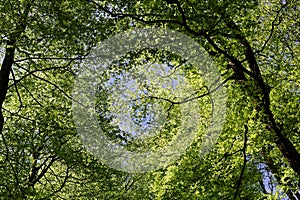 Under the beech tree canopy spring season nature background photo