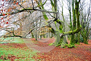 Beech tree covered with moss Ancient beech forest