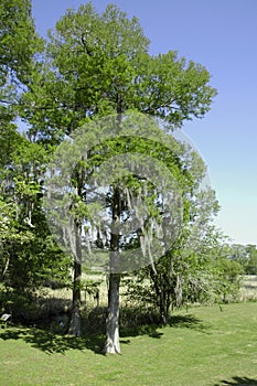 Beech tree covered in Spanish Moss