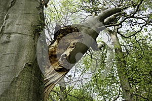 Beech Tree damaged by high winds and storm