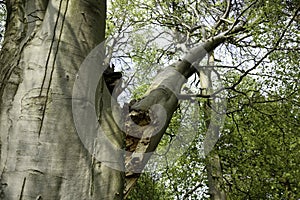 Beech Tree damaged by Storm and high winds