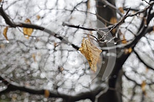 Beech tree dry leaf in winter