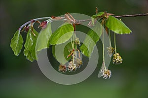 Beech tree Fagus sylvatica with young leaves and hanging hairy male flowers in spring, dark green background, copy space,