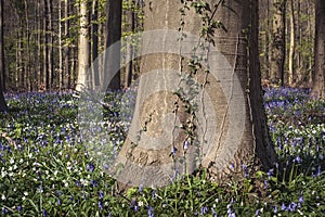 Beech tree foot with ivy climbing on the trunk