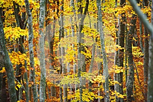 Beech tree forest