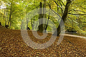 Beech tree forest in fall