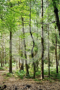 The Beech Tree Forest in Larvik, Norway. Bokeskogen forest in Larvik.