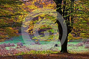 Beech tree and forest in the park Urbasa-Andia. photo