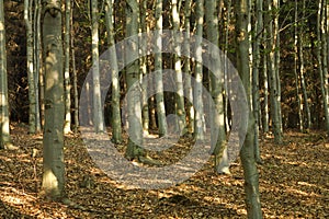 Beech tree forest