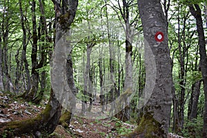 The beech tree forest and the trail mark on the tree