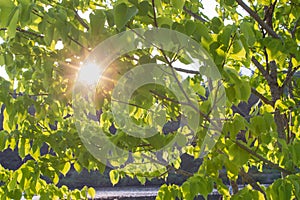 Beech Tree in front of Sunset