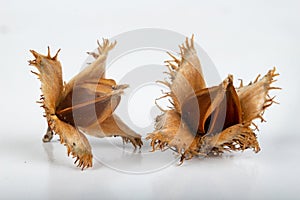 Beech tree fruit on a light table. Seeds of the deciduous tree